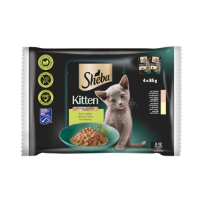 Sheba Kitten